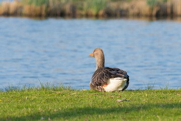 Greylag Goose (Anser anser) sitting in a dutch polderlandscape at the waterfront