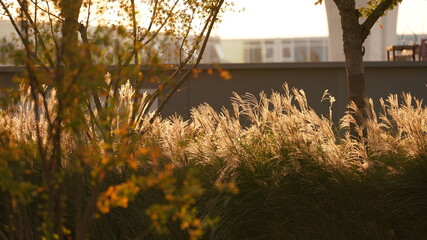 The soft and yellow reeds view in the park in autumn