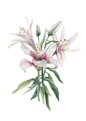 A bouquet of flowers of a white blooming lily with buds on a stem with green leaves. Watercolor illustrations on white background for design of cards, invitations, print, textiles, covers, packaging.