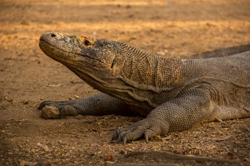 Wild Komodo dragons on the island of Komodo, Flores