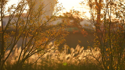 The soft and yellow reeds view in the park in autumn
