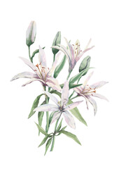  Flowers of a blossoming white lily and buds on a stem with green leaves in a bouquet. Watercolor illustration on white background for design of cards, invitation, print, textile, cover, packaging.