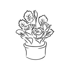 Pot plants set, vector illustration flowers in pots drawn black line on a white background, hand-drawn design elements.