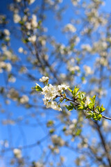 Spring blossoms on a tree. Selective focus.
