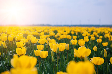 Magical landscape with fantastic beautiful tulips field in Netherlands on spring. Blooming multicolor dutch tulip fields in a dutch landscape Holland. Travel and vacation concept. Selective focus. 