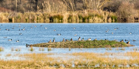 landscape with mallard ducks on a lake