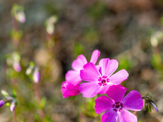 Fototapeta premium 咲いているピンクの芝桜の花 