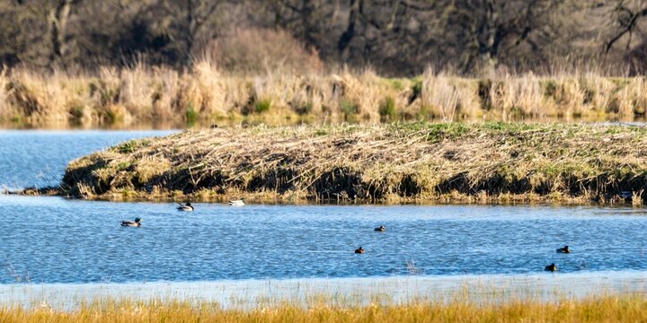 landscape with mallard ducks on a lake