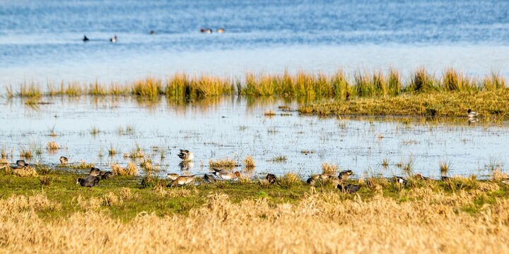 landscape with mallard ducks on a lake