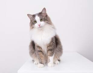 A beautiful gray and white cat sits on a white background with a place for text and looks into the camera. Pets in a stylish interior