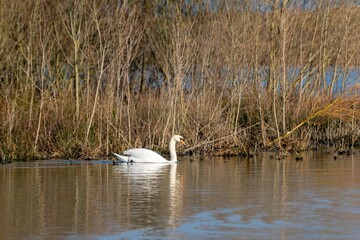 View of white swan on a lake