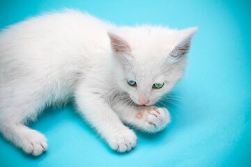 Small white kitten lying and licking its paw, with blue and green eyes on blue background