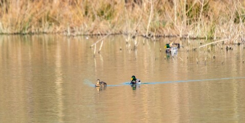 View of mallard duck on a lake