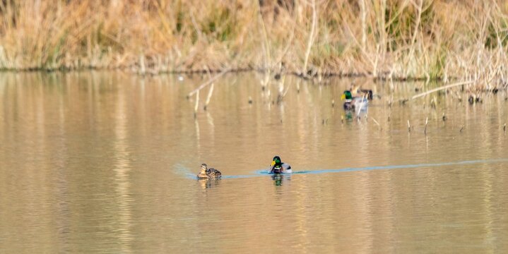 View of mallard duck on a lake