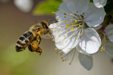 Biene bestäubt Obstblüte