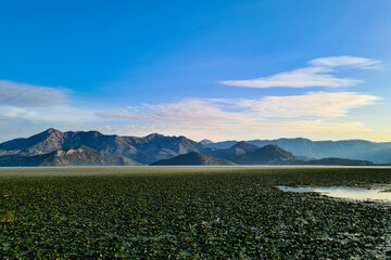 Beautiful view of the lake.Location: Montenegro, Lake Skadar.