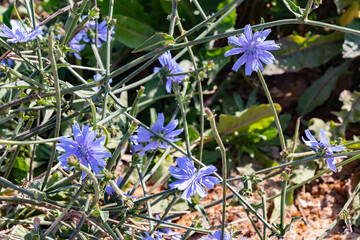 Cichorium intybus, Common chicory is a somewhat woody, perennial herbaceous plant of the dandelion family Asteraceae, usually with bright blue flowers, rarely white or pink.