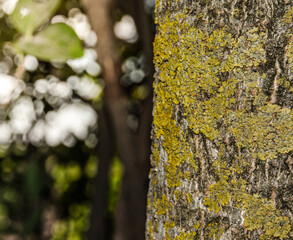 moss on a tree with blur background