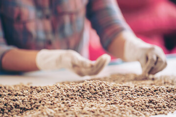 hands collecting the Arabica or Robusta an organic coffee berries beans bad out.