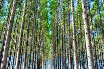 Eucalyptus plantation for the cellulose industry and timber extraction