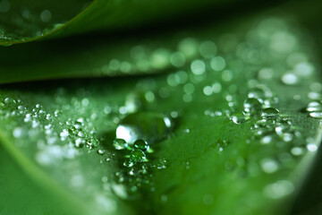 rain drops on a green leaf