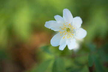 Wood Anemone (Anemone nemorosa) one flower flowering