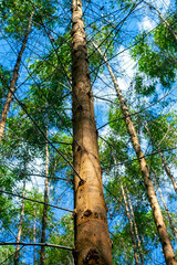 Fototapeta premium Eucalyptus plantation for the cellulose industry and timber extraction