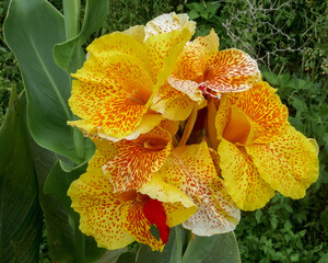 Closeup view of bright and colorful yellow and red canna lily flowers blooming on the slopes of...