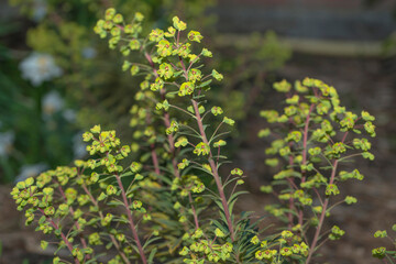 Martin's Spurge (Euphorbia x martinii 'Ascot Rainbow') flowering in a nature garden