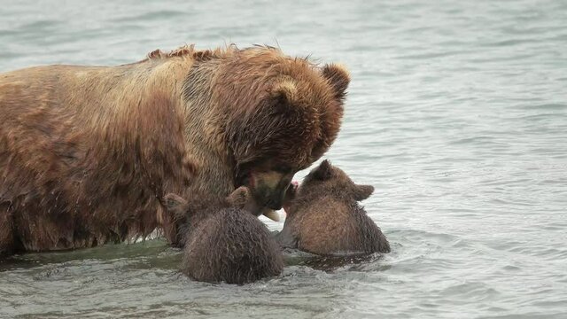 Family of brown bears in the river. The mother caught the salmon. Cubs fight for fish, 4k