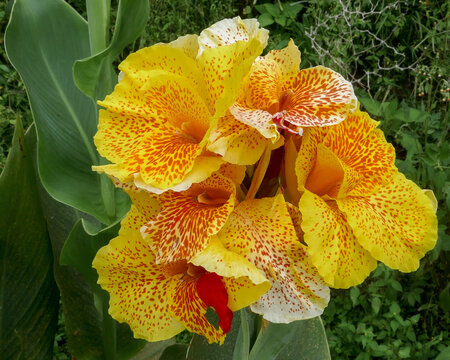 Closeup view of bright and colorful yellow and red canna lily flowers blooming on the slopes of Mahawu volcano, Tomohon, North Sulawesi, Indonesia