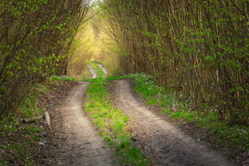 Dirt road through spring forest and sunlight