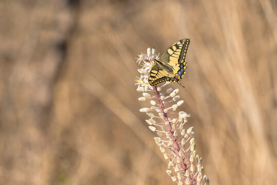 Old World Swallowtail (Papilio machaon) extracting nectar from Sea Squill (Drimia maritima)