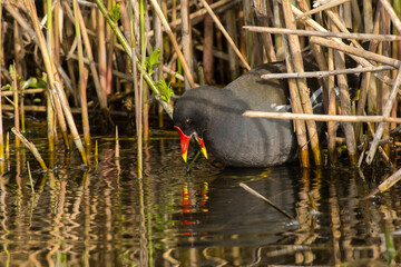 Common Moorhen (Gallinula chloropus) foraging on algae in a ditch
