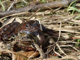 Rana arvalis in grass at mating time. Wild photo from nature. Moor frog couple in amplexus mating position in the reproduction season. 