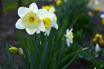 yellow daffodils in spring growing in the garden