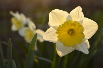 yellow daffodils in spring growing in the garden
