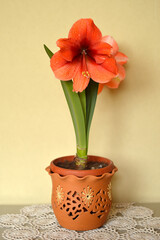 red and orange blooming amaryllis flowers growing in the flower pot