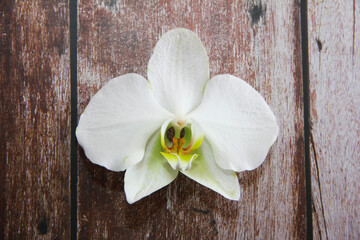white orchid flowers with large petals