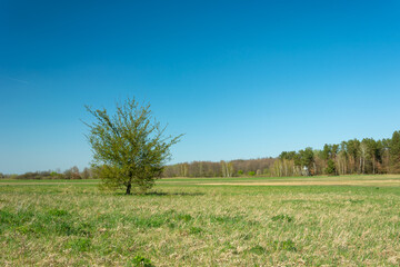 A lonely tree growing in a meadow, a forest in the horizon