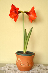 red and orange blooming amaryllis flowers growing in the flower pot
