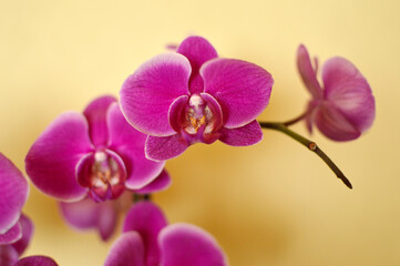 pink blooming phalaenopsis orchid growing in the flower pot