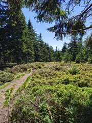 forest in the mountains