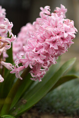 pink blooming hyacinth flowers growing in the garden