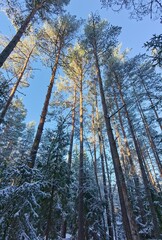 pine forest in the morning