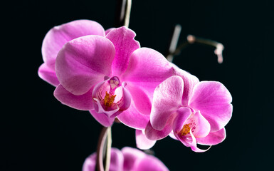 Fototapeta na wymiar Beautiful blooming pink Orchid
