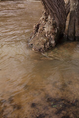 A flooded tree in spring.
