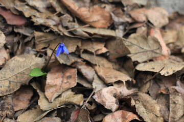 small blue flower rose in spring 