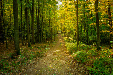 Dirt path in green yellow deciduous forest