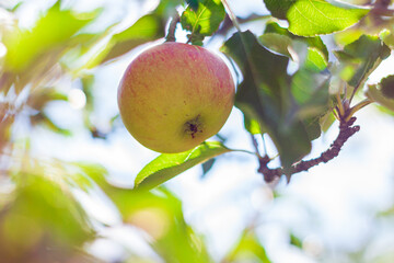 Apple tree with green apples close up in sunlight. Fresh yellow apple growing on branch in the garden with colorful sunbeams. Healthy fruits eating, harvest concept, raw vegan organic local food.